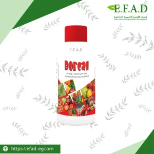 بوركال - BorCal