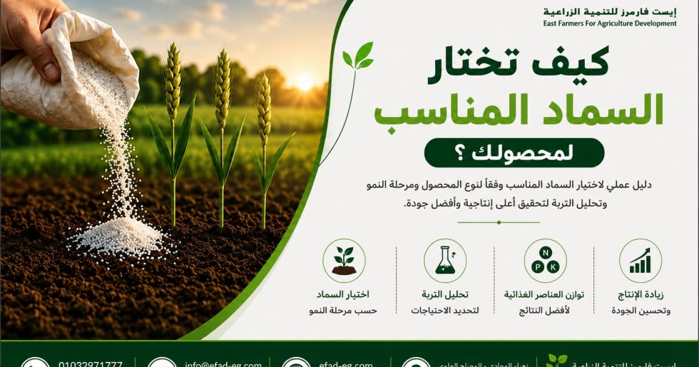 تغذية النبات من الزراعة حتى الحصاد وأهم العناصر الغذائية في كل مرحلة نمو