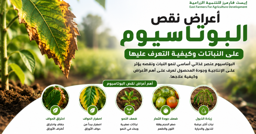 أعراض نقص البوتاسيوم على النباتات وكيفية التعرف عليها مبكرًا
