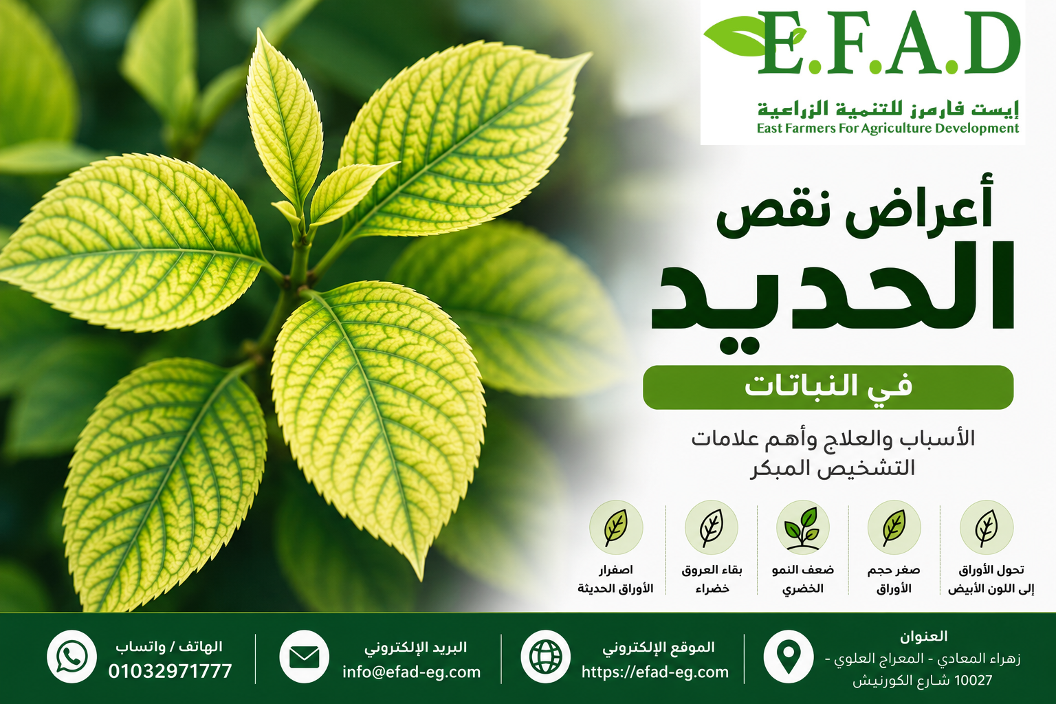 أعراض نقص الحديد في النباتات واصفرار الأوراق الحديثة مع بقاء العروق خضراء