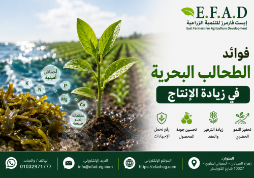 فوائد الطحالب البحرية في زيادة الانتاج فوائد الطحالب البحرية في زيادة الإنتاج وتحسين نمو النباتات وزيادة جودة المحاصيل