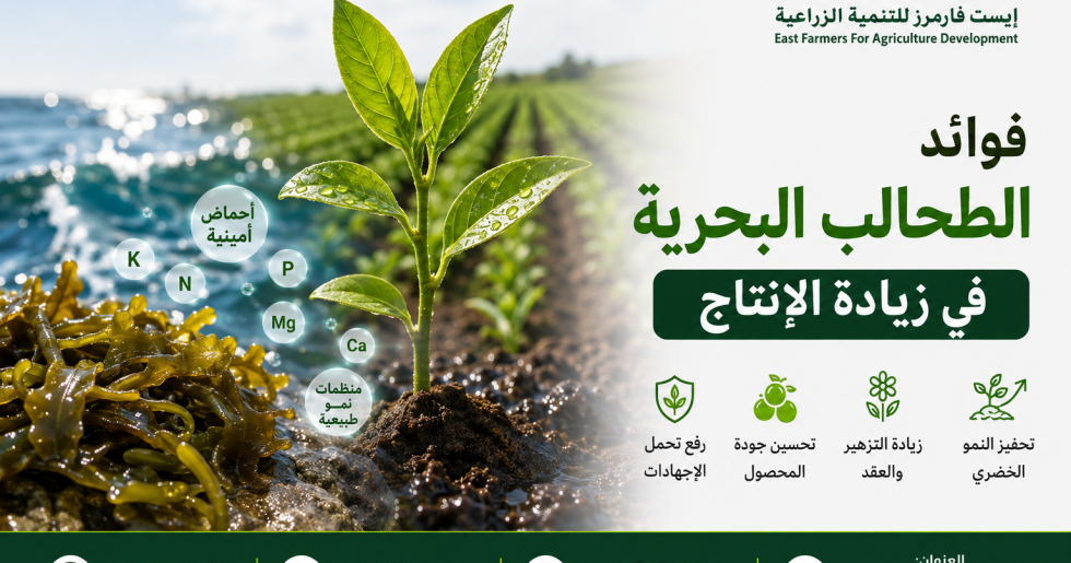 فوائد الطحالب البحرية في زيادة الإنتاج وتحسين نمو النباتات وزيادة جودة المحاصيل
