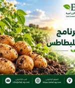 أفضل برنامج تسميد للبطاطس