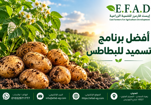 افضل برنامج لتسميد محصول البطاطس أفضل برنامج تسميد البطاطس من الزراعة حتى الحصاد
