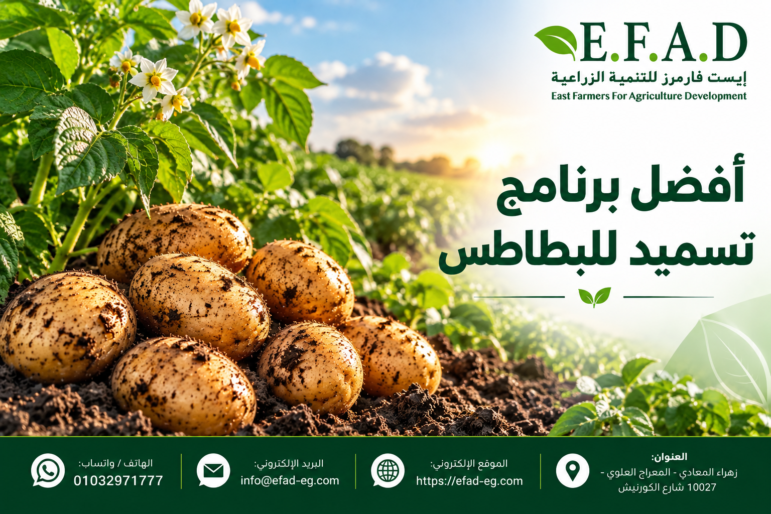 أفضل برنامج تسميد البطاطس من الزراعة حتى الحصاد
