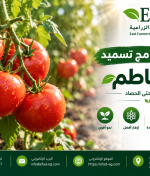 برنامج تسميد الطماطم