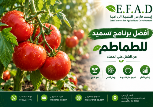 برنامج تسميد محصول الطماطم برنامج تسميد الطماطم من الشتل حتى الحصاد