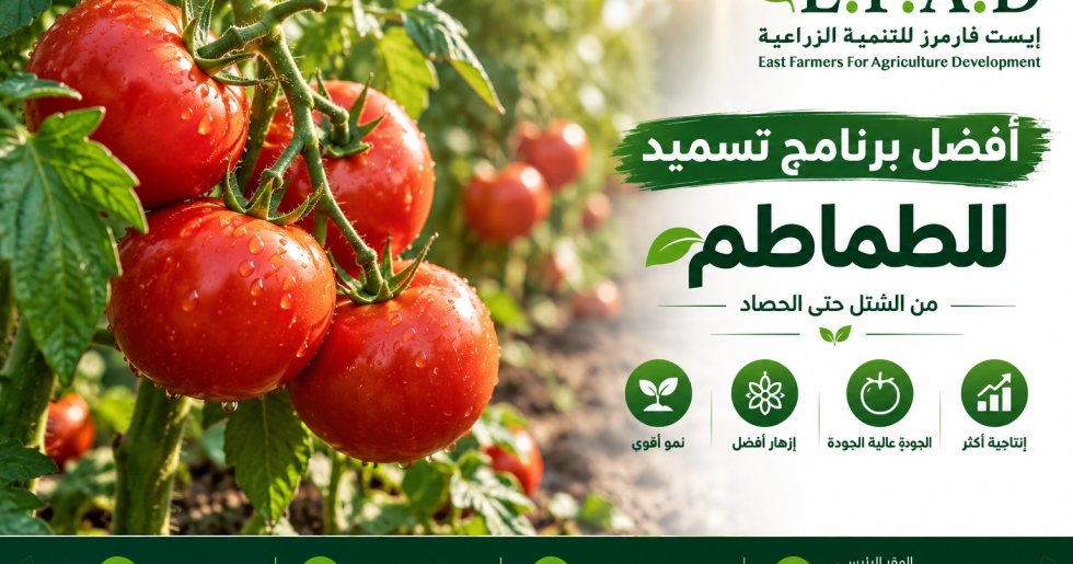 برنامج تسميد الطماطم من الشتل حتى الحصاد