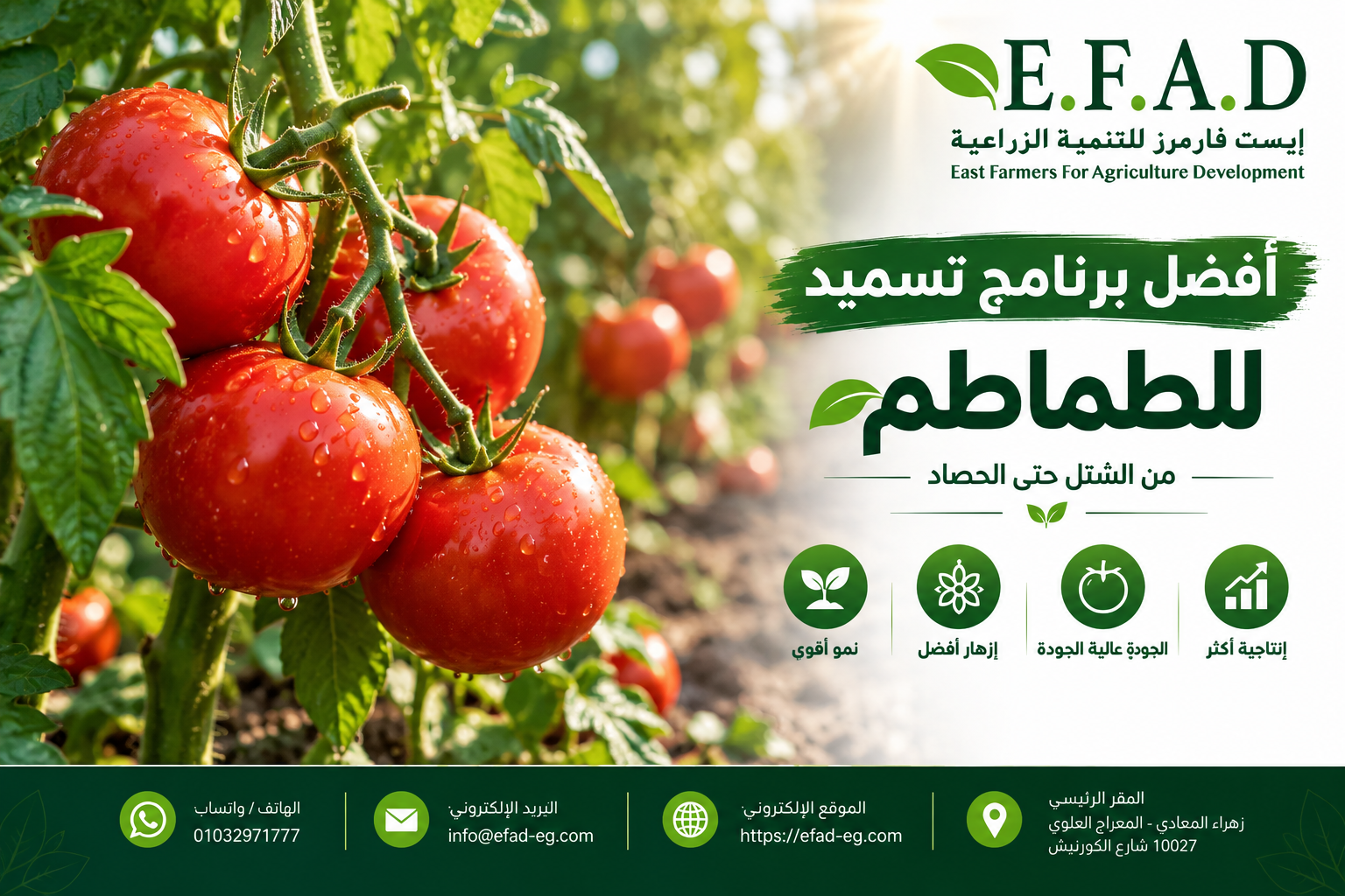 برنامج تسميد الطماطم من الشتل حتى الحصاد